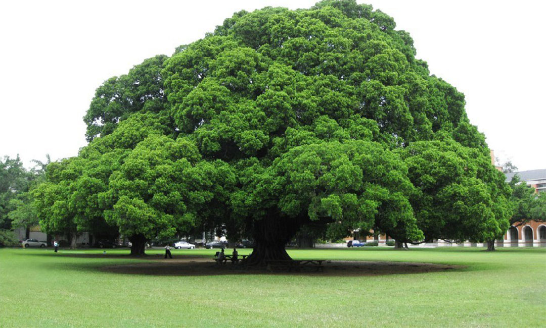 南昌金榕树服务号代运营案例